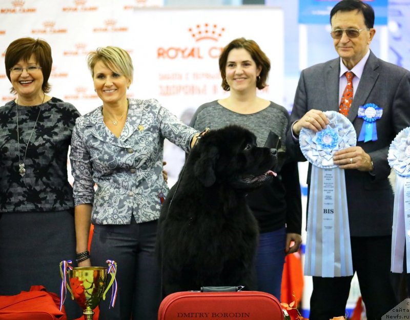 Фото: ньюфаундленд Much Better Kilnioji Sirdis