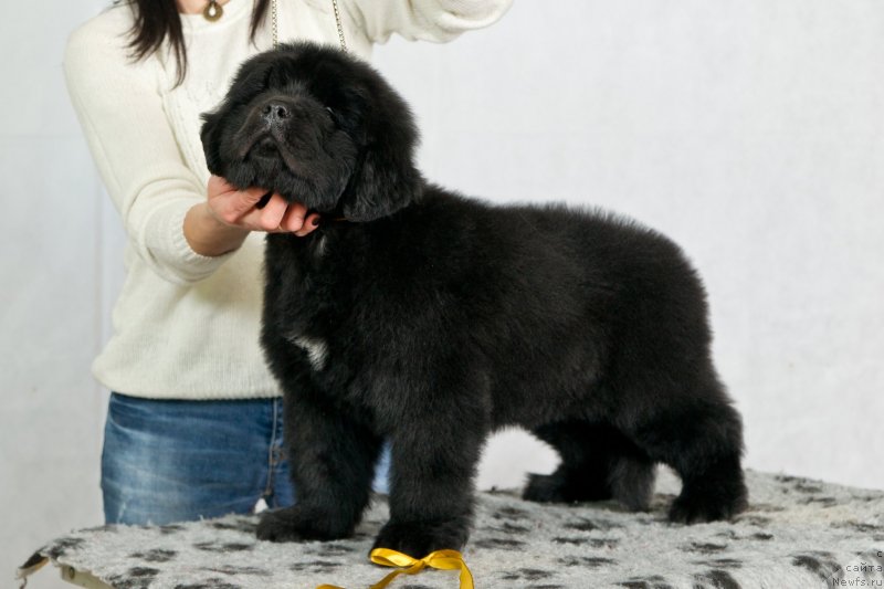 Фото: ньюфаундленд Okean Mechty Ambassador (Океан Мечты Амбассадор)