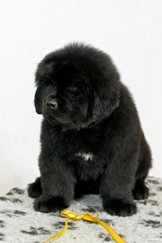 Фото: ньюфаундленд Okean Mechty Ambassador (Океан Мечты Амбассадор)