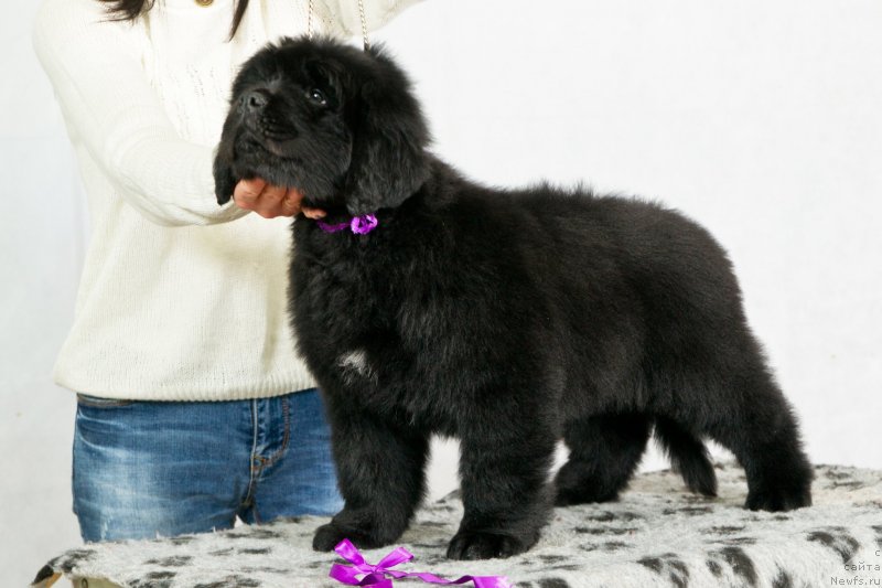 Фото: ньюфаундленд Okean Mechtyi Adrenalin (Океан Мечты Адреналин)