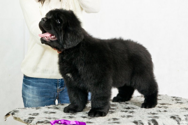 Фото: ньюфаундленд Okean Mechtyi Adrenalin (Океан Мечты Адреналин)