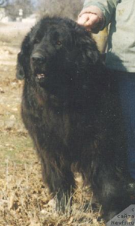 Фото: ньюфаундленд Aydana Bin-Biy (Айдана Бин-Бий)