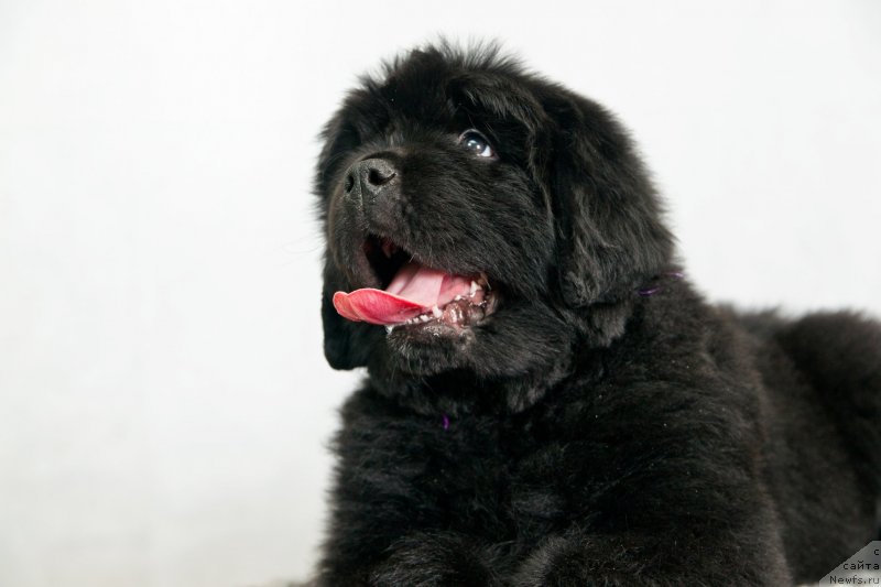 Фото: ньюфаундленд Okean Mechtyi Adrenalin (Океан Мечты Адреналин)