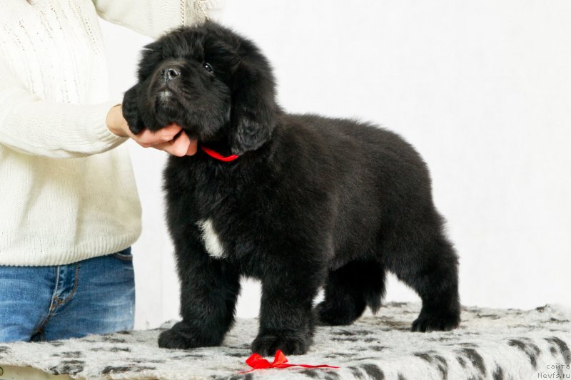 Фото: ньюфаундленд Okean Mechtyi Afina (Океан Мечты Афина)