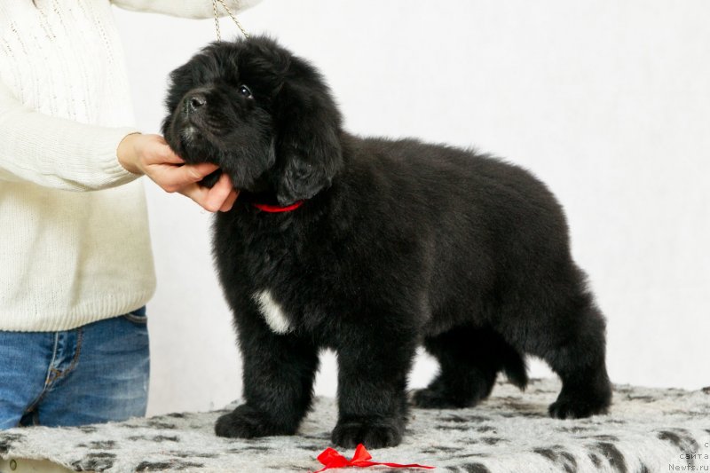 Фото: ньюфаундленд Okean Mechtyi Afina (Океан Мечты Афина)