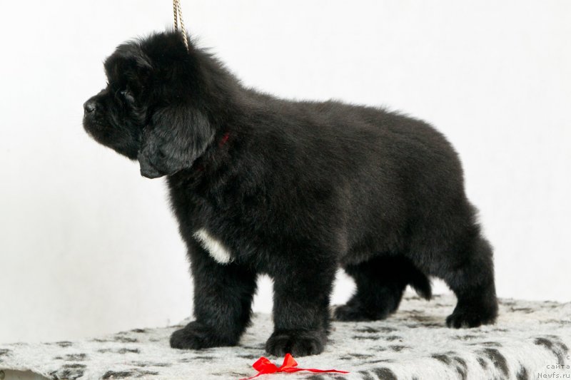 Фото: ньюфаундленд Okean Mechtyi Afina (Океан Мечты Афина)