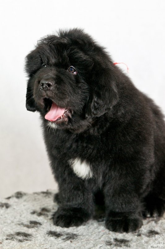 Фото: ньюфаундленд Okean Mechtyi Afina (Океан Мечты Афина)