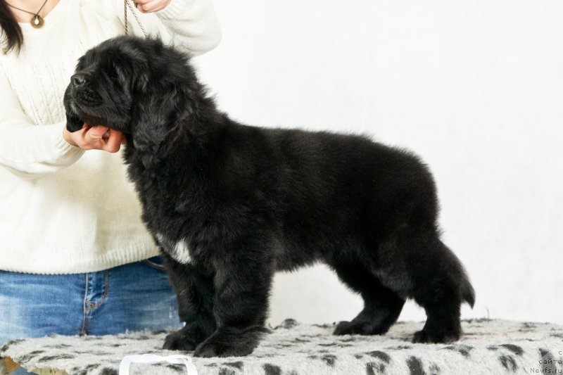 Фото: ньюфаундленд Okean Mechtyi Akva (Океан Мечты Аква)