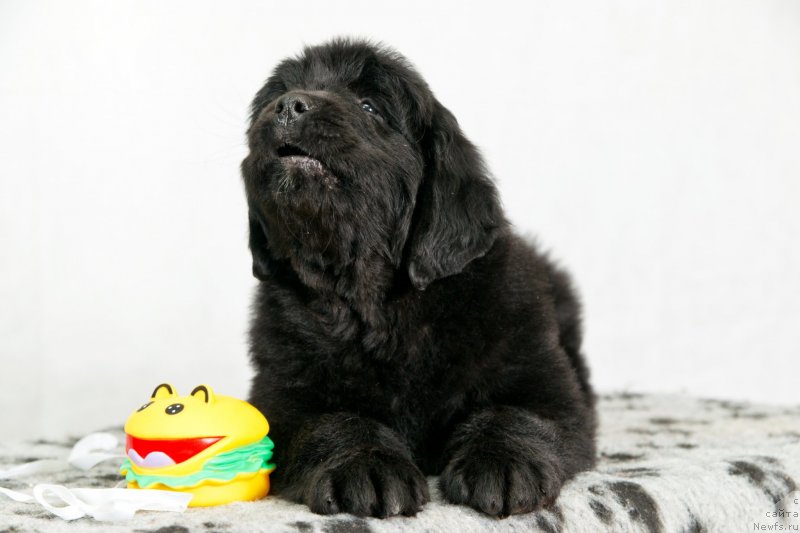 Фото: ньюфаундленд Okean Mechtyi Akva (Океан Мечты Аква)