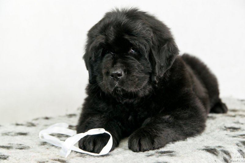 Фото: ньюфаундленд Okean Mechtyi Akva (Океан Мечты Аква)