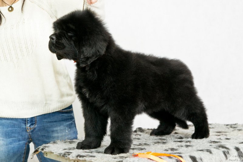 Фото: ньюфаундленд Okean Mechtyi Aleksa (Океан Мечты Алекса)