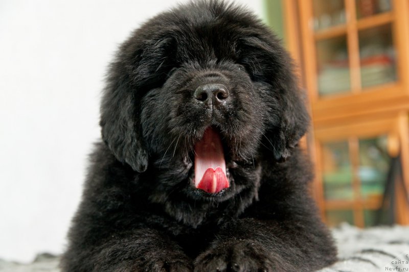 Фото: ньюфаундленд Okean Mechtyi Aleksa (Океан Мечты Алекса)