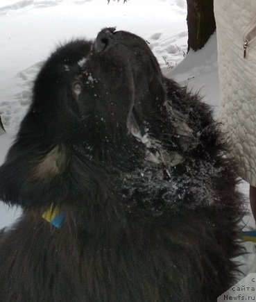 Фото: ньюфаундленд Matvey s Berega Dona (Матвей с Берега Дона)