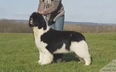 Фото: ньюфаундленд Akvian Song Heven Sent at Oukaya Forever (Аквиан Сонг Хевен Сент ат Оукая Форевер)