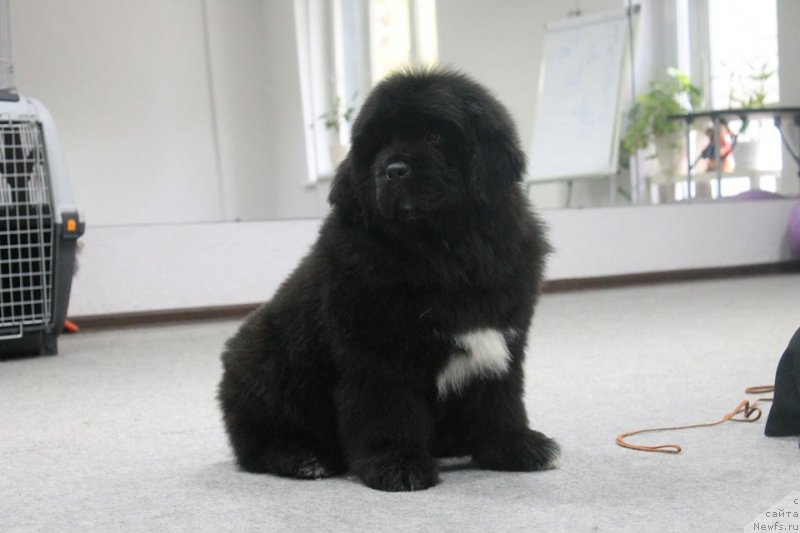 Фотография № 241422