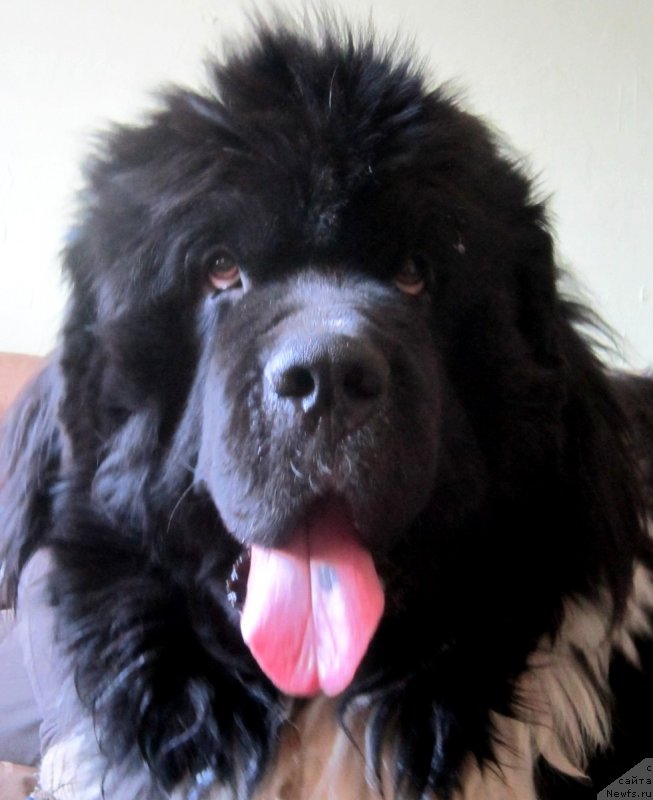 Фото: ньюфаундленд Vodogray ot Karel'skih Medvedey (Водограй от Карельских Медведей)
