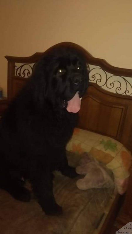 Фото: ньюфаундленд Super Premium YAshata no Oroti (Супер Премиум Яшата но Ороти)