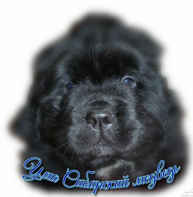 Фото: ньюфаундленд Uma Sibirskiy Medved' (Ума Сибирский Медведь)