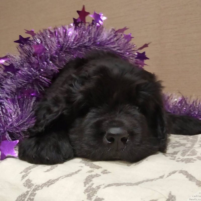 Фото: ньюфаундленд Uma Sibirskiy Medved' (Ума Сибирский Медведь)