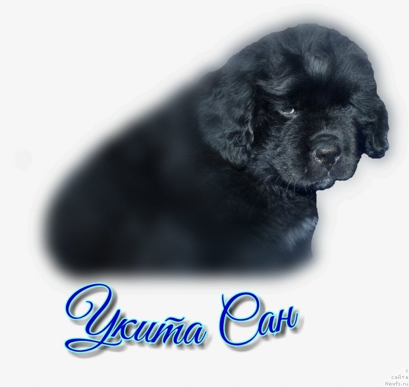 Фото: ньюфаундленд Ukita San (Укита Сан)