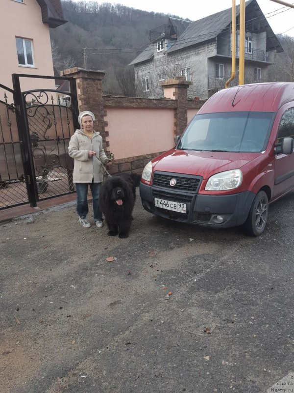 Фото: ньюфаундленд Sting Vanderful Sindi (Стинг Вандерфул Синди)