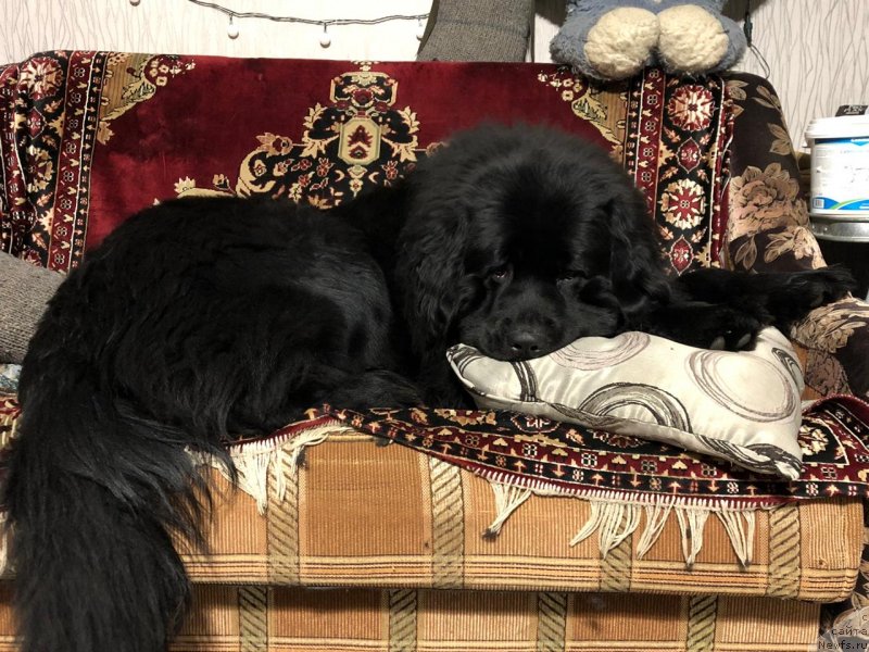 Фото: ньюфаундленд Umberto Rikkardo Korradjozo Difenzore (Умберто Риккардо Корраджозо Дифензоре)