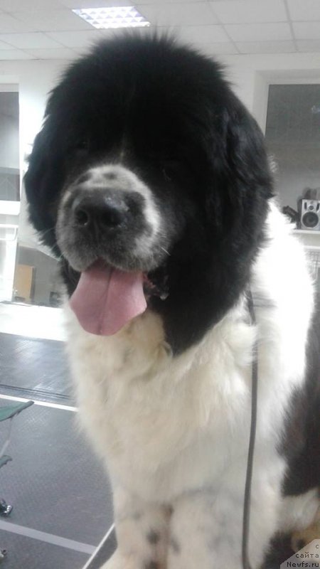 Фото: ньюфаундленд Sent Djons Valentine’s Day (Сент Джонс Валентине'с Дей)