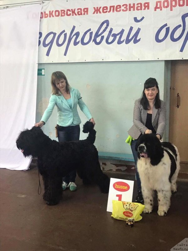 Фото: ньюфаундленд Sent Djons Valentine’s Day (Сент Джонс Валентине'с Дей)