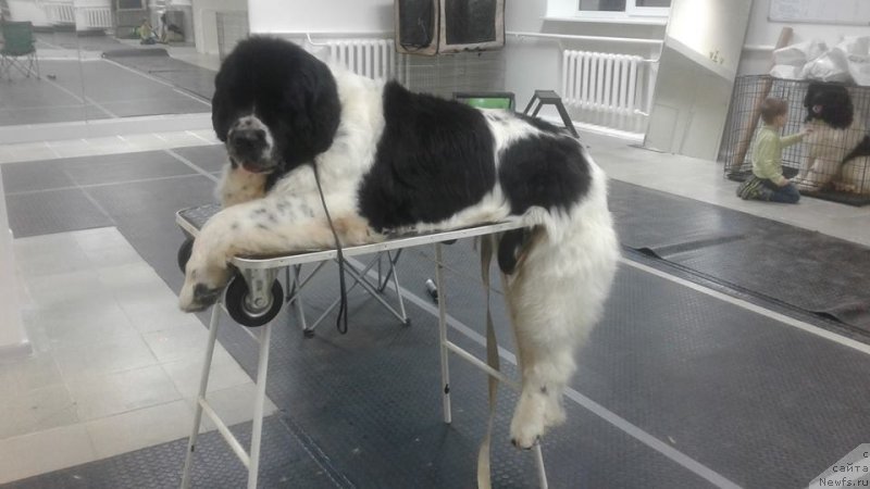 Фото: ньюфаундленд Sent Djons Valentine’s Day (Сент Джонс Валентине'с Дей)