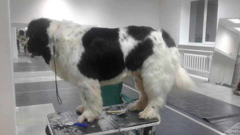 Фото: ньюфаундленд Sent Djons Valentine’s Day (Сент Джонс Валентине'с Дей)