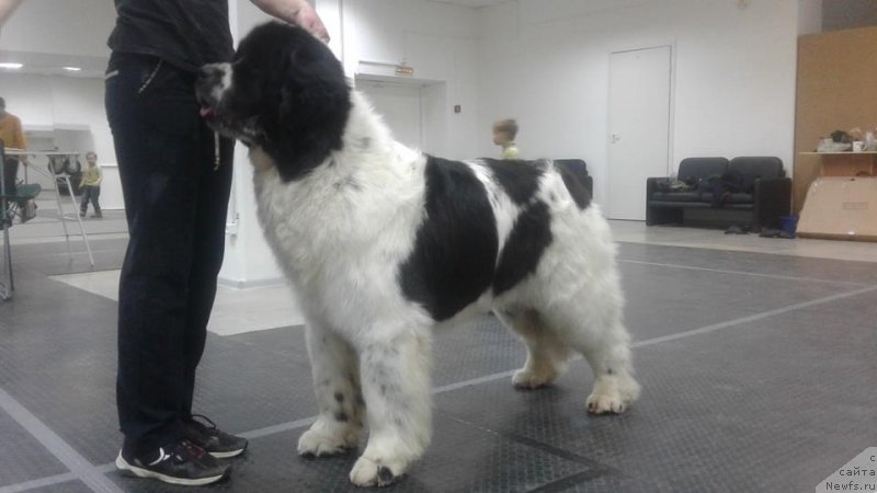 Фото: ньюфаундленд Sent Djons Valentine’s Day (Сент Джонс Валентине'с Дей)