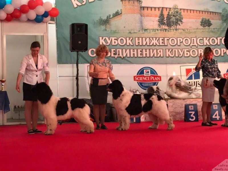 Фото: ньюфаундленд Super Bizon Russkaya Ruletka (Супер Бизон Русская Рулетка), ньюфаундленд Sent Djons Valentine’s Day (Сент Джонс Валентине'с Дей)