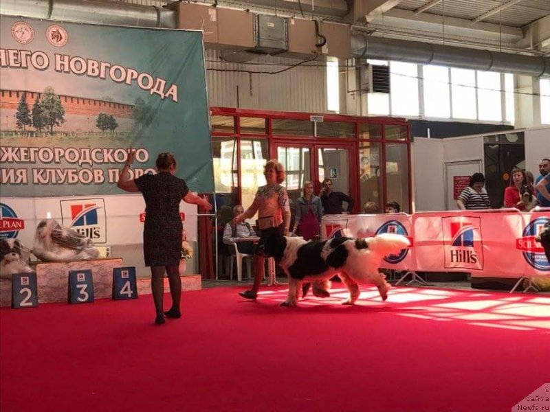 Фото: ньюфаундленд Sent Djons Valentine’s Day (Сент Джонс Валентине'с Дей)