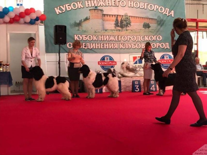 Фото: ньюфаундленд Super Bizon Russkaya Ruletka (Супер Бизон Русская Рулетка), ньюфаундленд Sent Djons Valentine’s Day (Сент Джонс Валентине'с Дей)