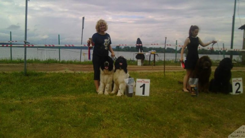 Фото: ньюфаундленд Super Bizon Russkaya Ruletka (Супер Бизон Русская Рулетка), ньюфаундленд Sent Djons Valentine’s Day (Сент Джонс Валентине'с Дей), Elena Kameneva (Елена Каменева)