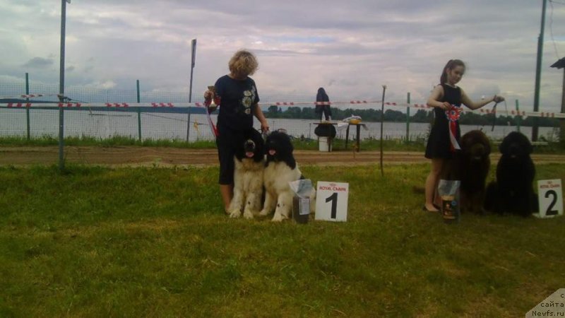 Фото: ньюфаундленд Super Bizon Russkaya Ruletka (Супер Бизон Русская Рулетка), ньюфаундленд Sent Djons Valentine’s Day (Сент Джонс Валентине'с Дей), Elena Kameneva (Елена Каменева)