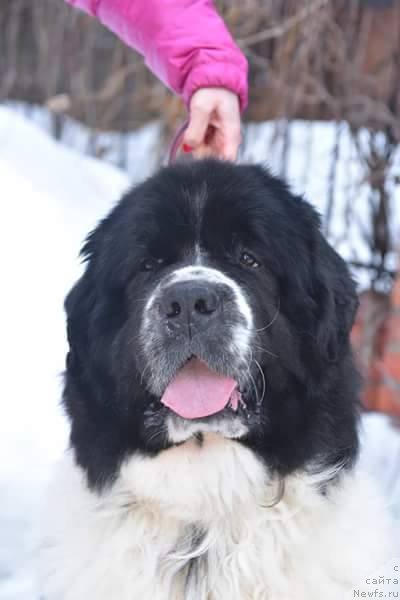 Фото: ньюфаундленд Sent Djons Valentine’s Day (Сент Джонс Валентине'с Дей)