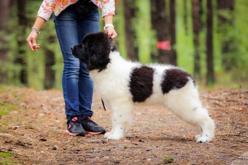 Фото: ньюфаундленд Super Bizon Russkaya Ruletka (Супер Бизон Русская Рулетка)