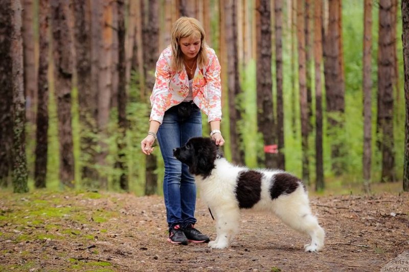 Фото: ньюфаундленд Super Bizon Russkaya Ruletka (Супер Бизон Русская Рулетка)