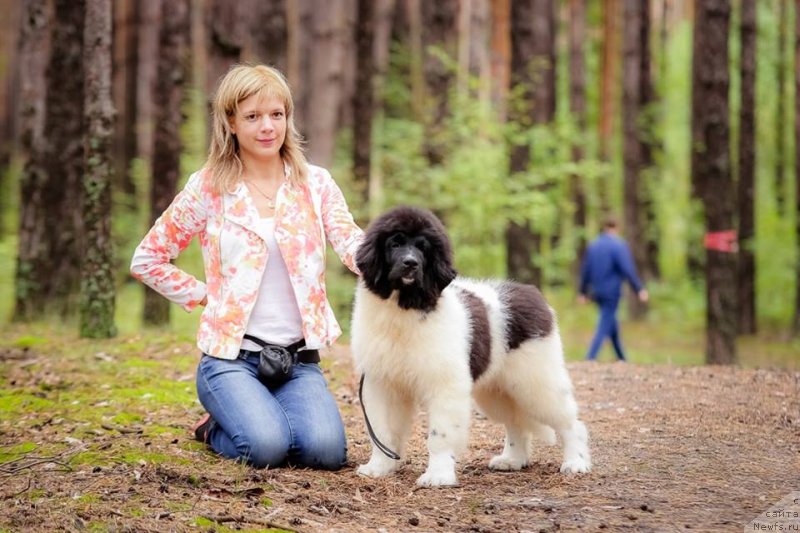 Фото: ньюфаундленд Super Bizon Russkaya Ruletka (Супер Бизон Русская Рулетка)