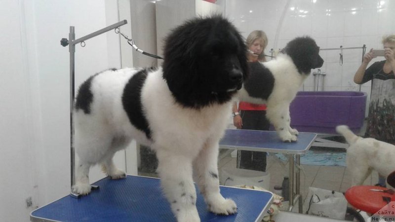 Фото: ньюфаундленд Super Bizon Russkaya Ruletka (Супер Бизон Русская Рулетка)