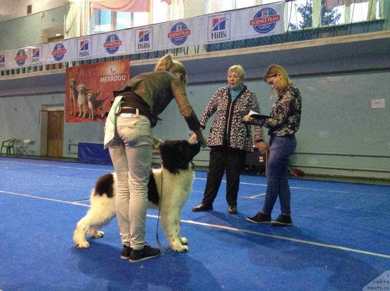 Фото: ньюфаундленд Super Bizon Russkaya Ruletka (Супер Бизон Русская Рулетка)