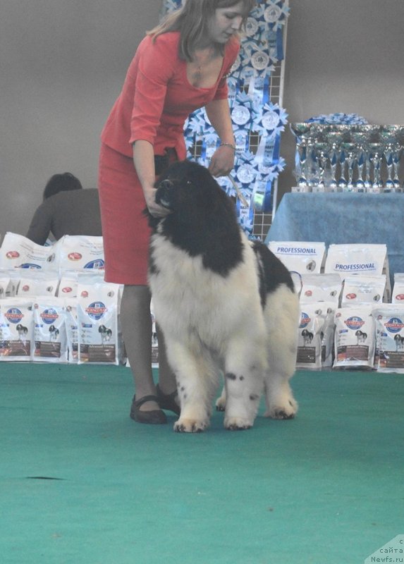 Фото: ньюфаундленд Super Bizon Russkaya Ruletka (Супер Бизон Русская Рулетка)