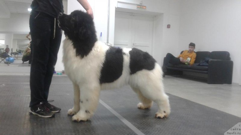 Фото: ньюфаундленд Super Bizon Russkaya Ruletka (Супер Бизон Русская Рулетка)