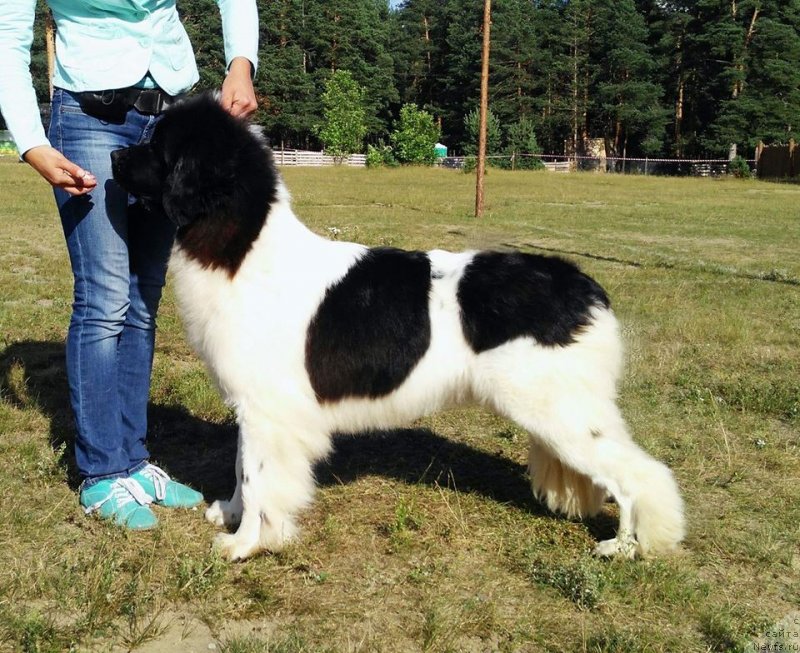 Фото: ньюфаундленд Super Bizon Russkaya Ruletka (Супер Бизон Русская Рулетка)