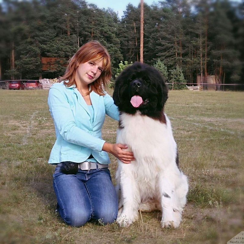 Фото: ньюфаундленд Super Bizon Russkaya Ruletka (Супер Бизон Русская Рулетка)