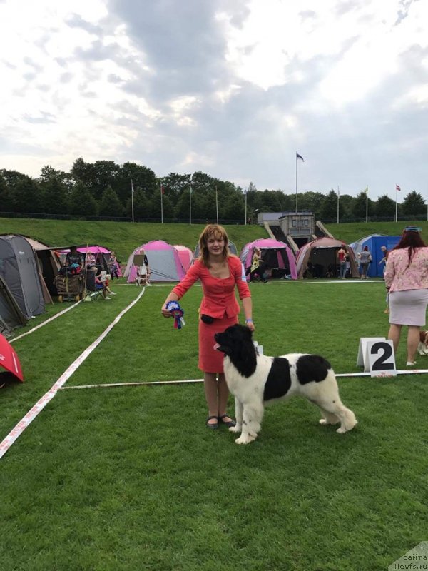 Фото: ньюфаундленд Super Bizon Russkaya Ruletka (Супер Бизон Русская Рулетка)