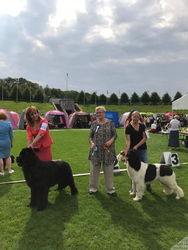 Фото: ньюфаундленд Zlato Volmari Boss (Злато Волмари Босс), ньюфаундленд Super Bizon Russkaya Ruletka (Супер Бизон Русская Рулетка)