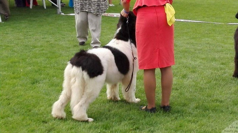 Фото: ньюфаундленд Super Bizon Russkaya Ruletka (Супер Бизон Русская Рулетка)