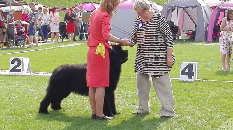 Фото: ньюфаундленд Zlato Volmari Boss (Злато Волмари Босс)